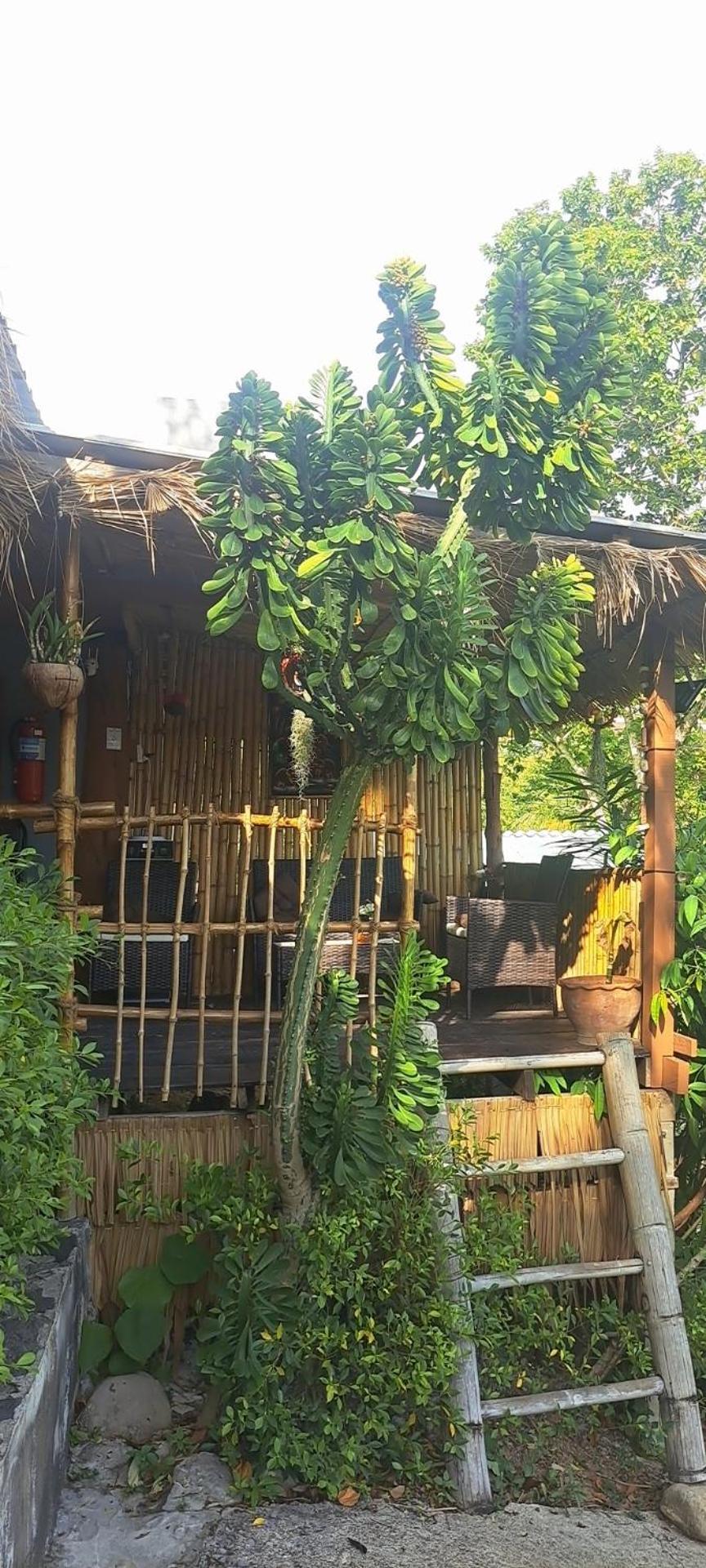 Siam Flora Resort Ko Lanta Стая снимка