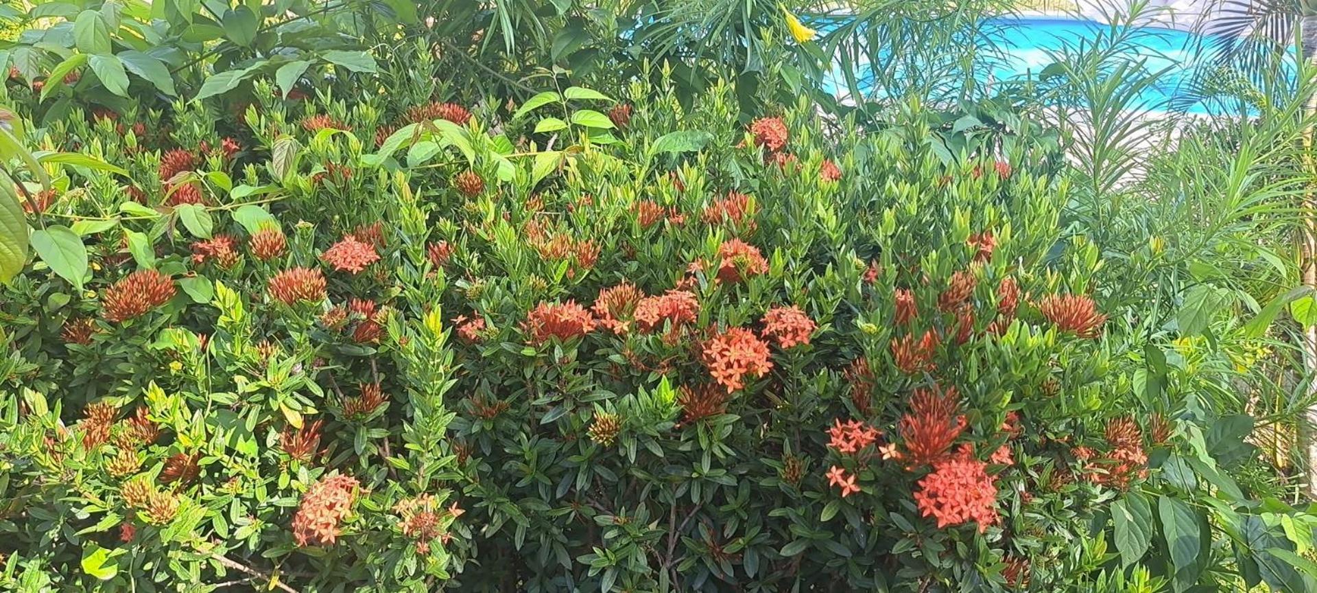 Siam Flora Resort Ko Lanta Екстериор снимка