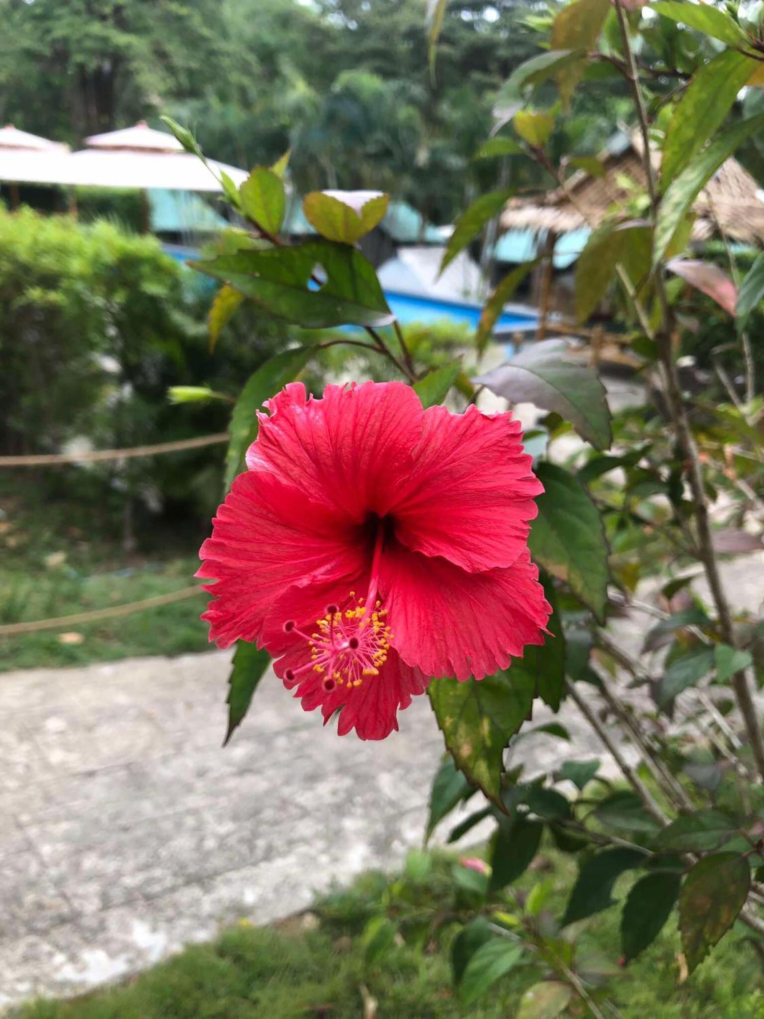 Siam Flora Resort Ko Lanta Екстериор снимка
